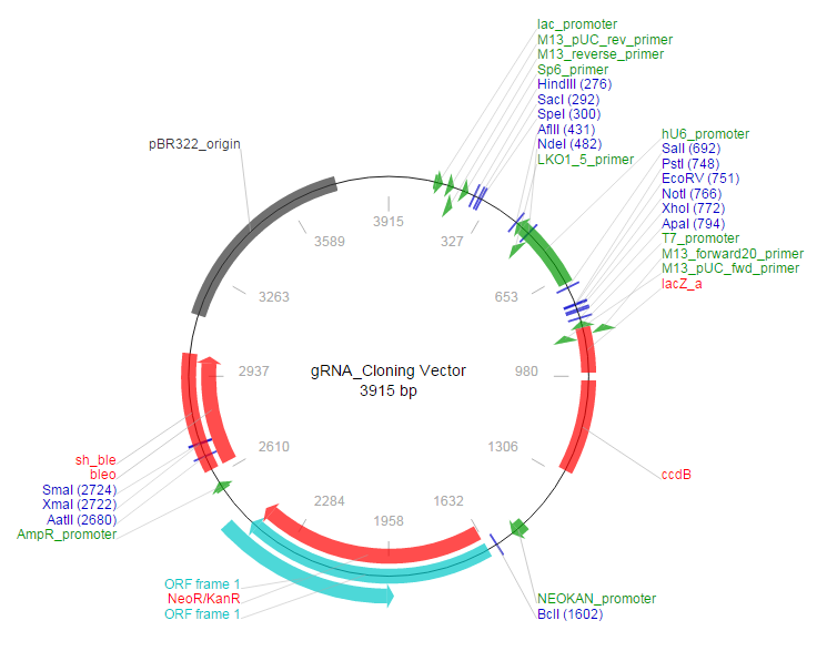 gRNA_Cloning Vector载体图谱